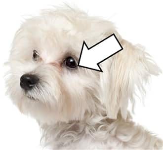 Maltese-no-black-halo-eye-rims-example-1 